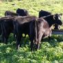 Angus bull and heifer runners Image 3
