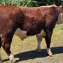 Pedigree Hereford Bulls for Sale Image 6