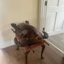 Antique Rare Large Taxidermy Hawksbill Sea Turtle Image 3