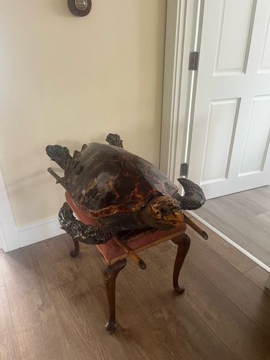 Antique Rare Large Taxidermy Hawksbill Sea Turtle