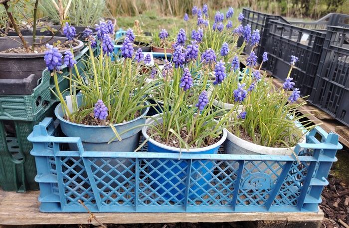 Muscari Seeds / Muscari Bulbs