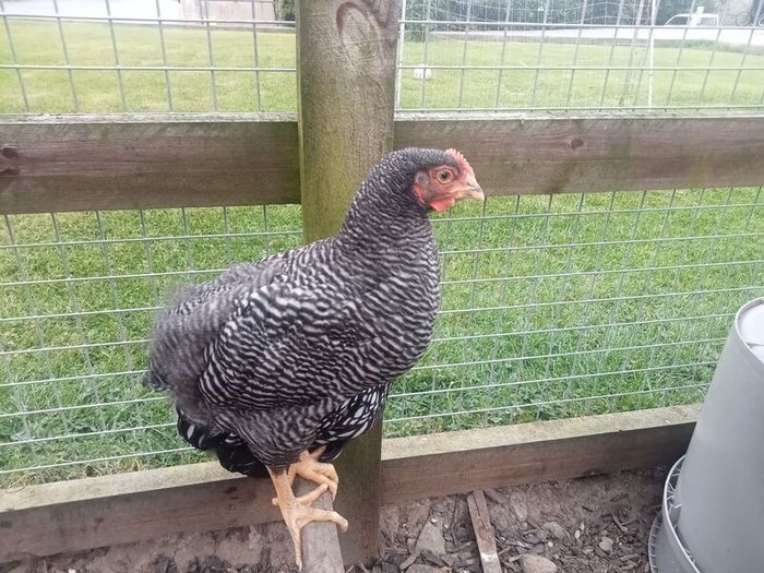 Roosters & Silkie Hen