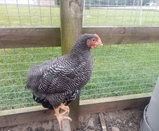 Roosters & Silkie Hen
