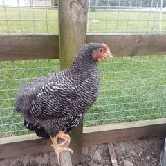 Roosters & Silkie Hen