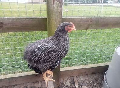 Roosters & Silkie Hen