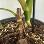 Rare houseplant Philodendron Paraiso Verde Image 2