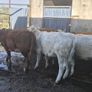 7 suckler bred heifers Image 10