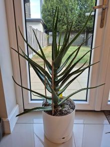Aloe vera