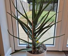 Aloe vera