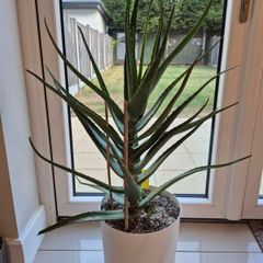 Aloe vera