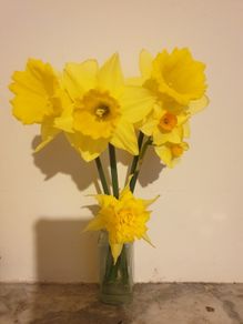 Daffodil