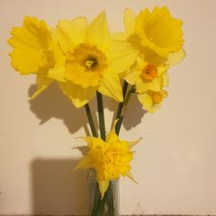 Daffodil