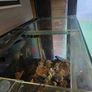1000ltr Fish Tank Best Offer Takes It, Need It Gone Asap Image 3