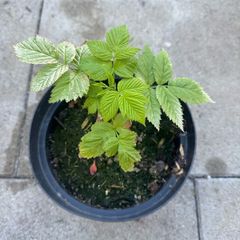 plant