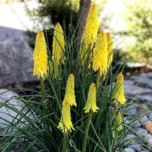 plants