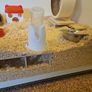Hamster Cage with accessories (can discuss price) Image 6