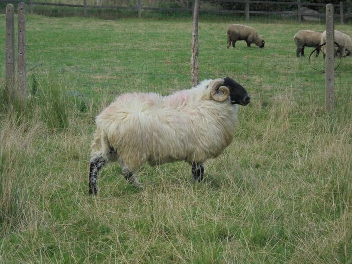 Teaser Rams    For Hire ..... Hire Available !!