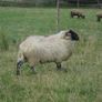 Teaser Rams    For Hire ..... Hire Available !! Image 3