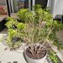 Large pieris japonica plant in a pot Image 7