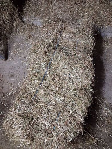 Hay