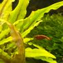 fish Image 3