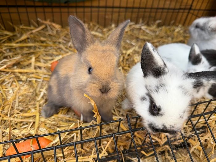 Pet bunnies/rabbit