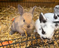 Pet bunnies/rabbit