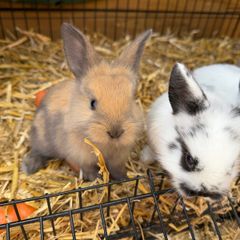 Pet bunnies/rabbit