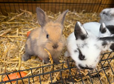 Pet bunnies/rabbit