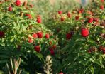 Japanese Strawberry-Raspberry plants 2l pot available in September 2024
