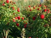 Japanese Strawberry-Raspberry plants 2l pot available in September 2024