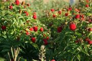Japanese Strawberry-Raspberry plants 2l pot available in September 2024