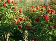 main image for ad Japanese Strawberry-Raspberry plants 2l pot available in September 2024