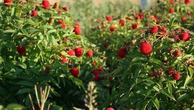 Japanese Strawberry-Raspberry plants 2l pot available in September 2024