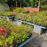 Flowering Plants Weigela Image 8