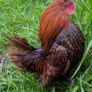 Sebright Chicks and Hatching Eggs Image 9