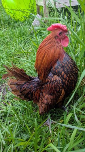 Sebright Chicks and Hatching Eggs