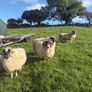 Sheep Image 9