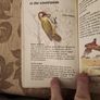 Whizz Kids. Birdwatching First Edition Vintage 1979 Paperback In Good Condition. 36. Image 9