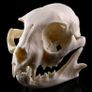 1/1 resin copy of a cats skull. Image 2