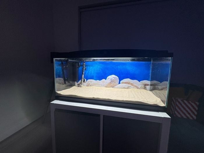 fish t