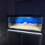 fish t Image 2