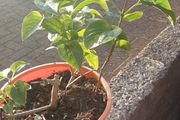 Lilac plant