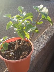 Lilac plant