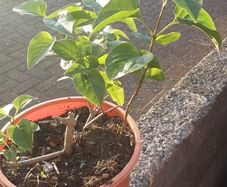 Lilac plant