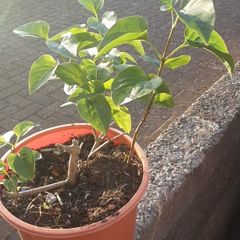 Lilac plant