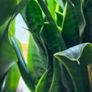 Snake Plant Sanseveria Image 4