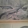 Creatures of Other Days 1896 hardback first edition by Rev H N Hutchinson in good condition FREE POSTAGE INCLUDED Image 8