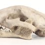 1/1 resin copy of a leopard skull. Image 5