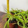 Small spider plant house plant Image 4